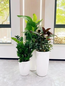 海曙绿植租赁公司